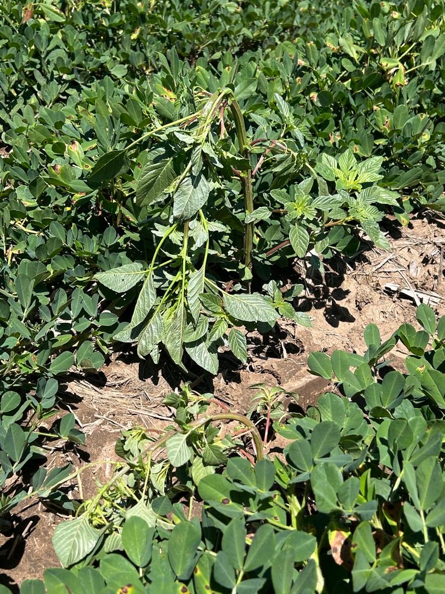 Pedro Torre tweet media