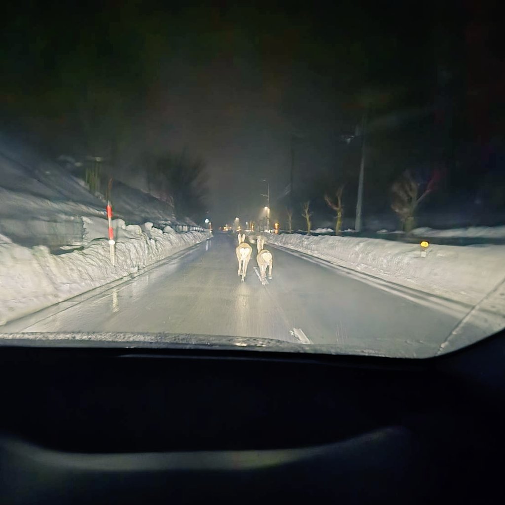 おはようございます🌞

友人とのドライブで永遠目の前に鹿🦌
クラクション鳴らしても
真ん中ウォーキングで…
そんな鹿に阻まれた中の人…
Happy Birthday to meなの！
 #おめでとうください
 #これは圧です
 #企業公式が毎朝地元の天気を言い合う
 #企業公式冬のフォロー祭り 
 #企業公式相互フォロー