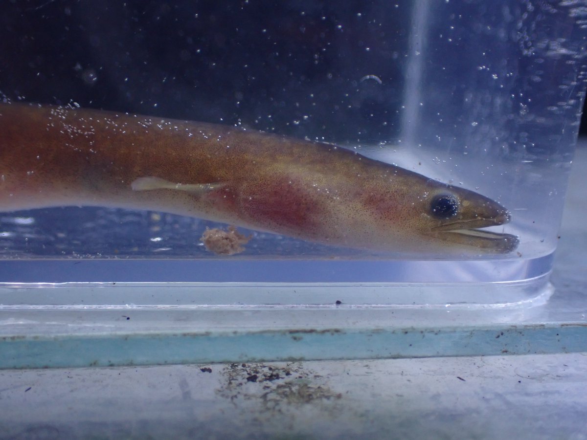 スマトラ産のマルモラータ？
珍しく上部濾過から降りてきていたので撮影
腹も膨れてるし餌を食べていることに驚きなんだけど、人工飼料吐き出したから更にびっくり
お前餌食ってたんか…そら一回り育っている訳だ