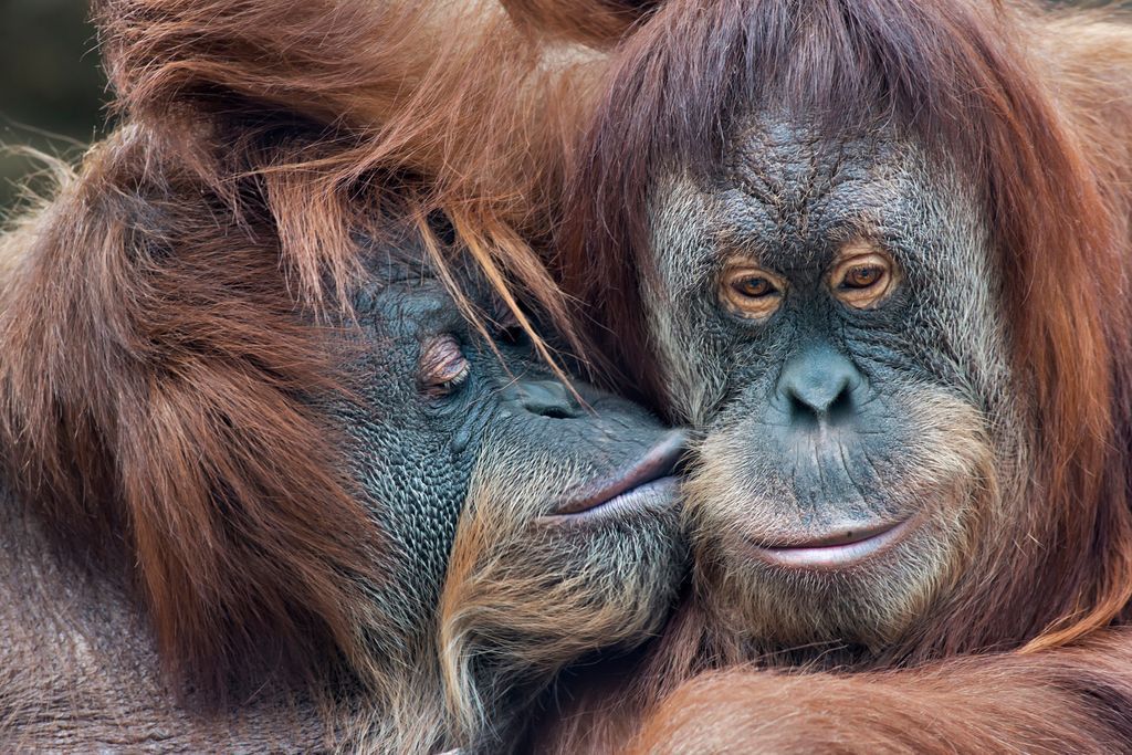 TankSafeUK's tweet photo. ☀️ PUB CHAT

Some primates kiss to prevent conflict before it starts.
Prevention always wins 😉 ❤️ 

#ValentinesDay #logistics #transportation https://t.co/TLxuscQG5x
