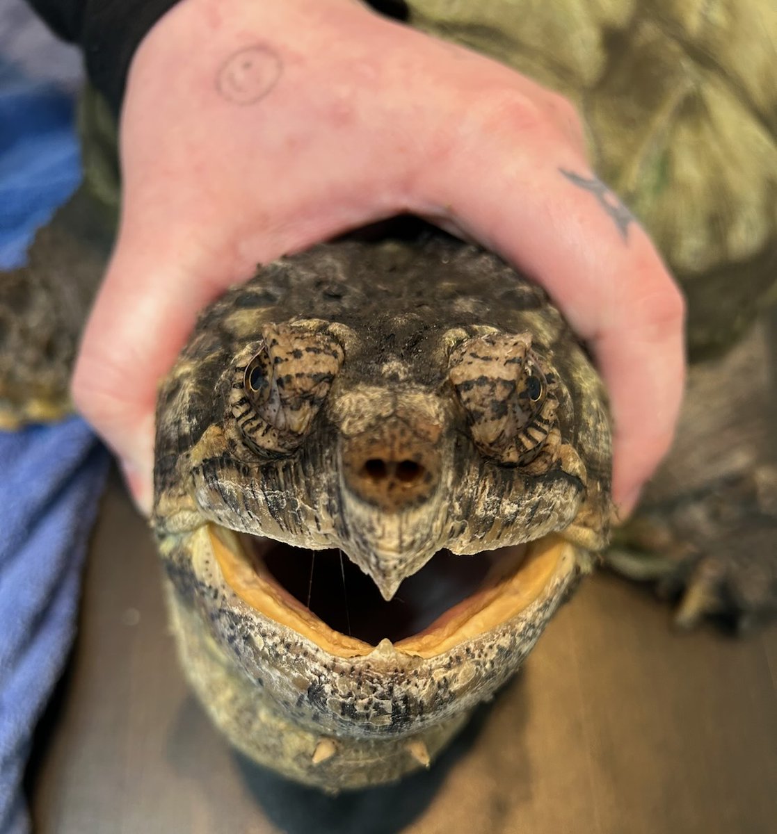 VetGurus tweet media