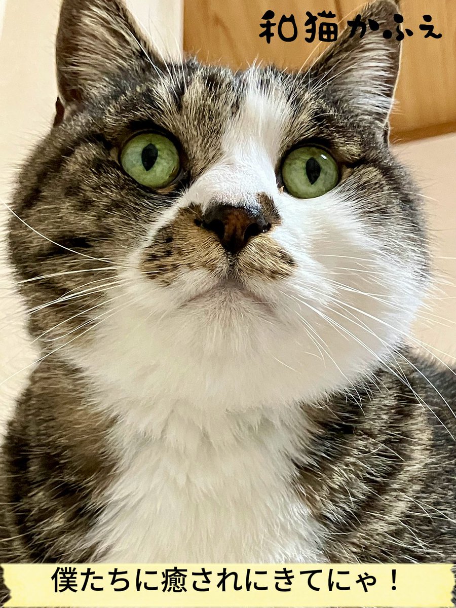 nyanya (@czhyb7dg) / Posts / X