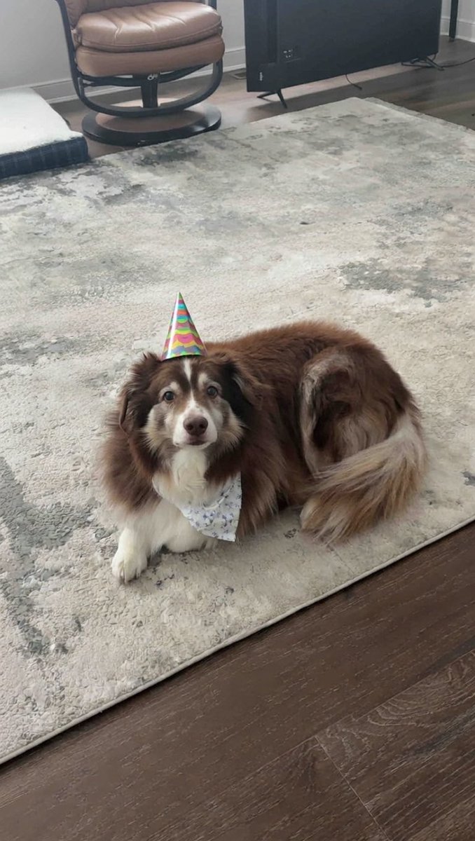 The ole pup turns 13 today #dogdox