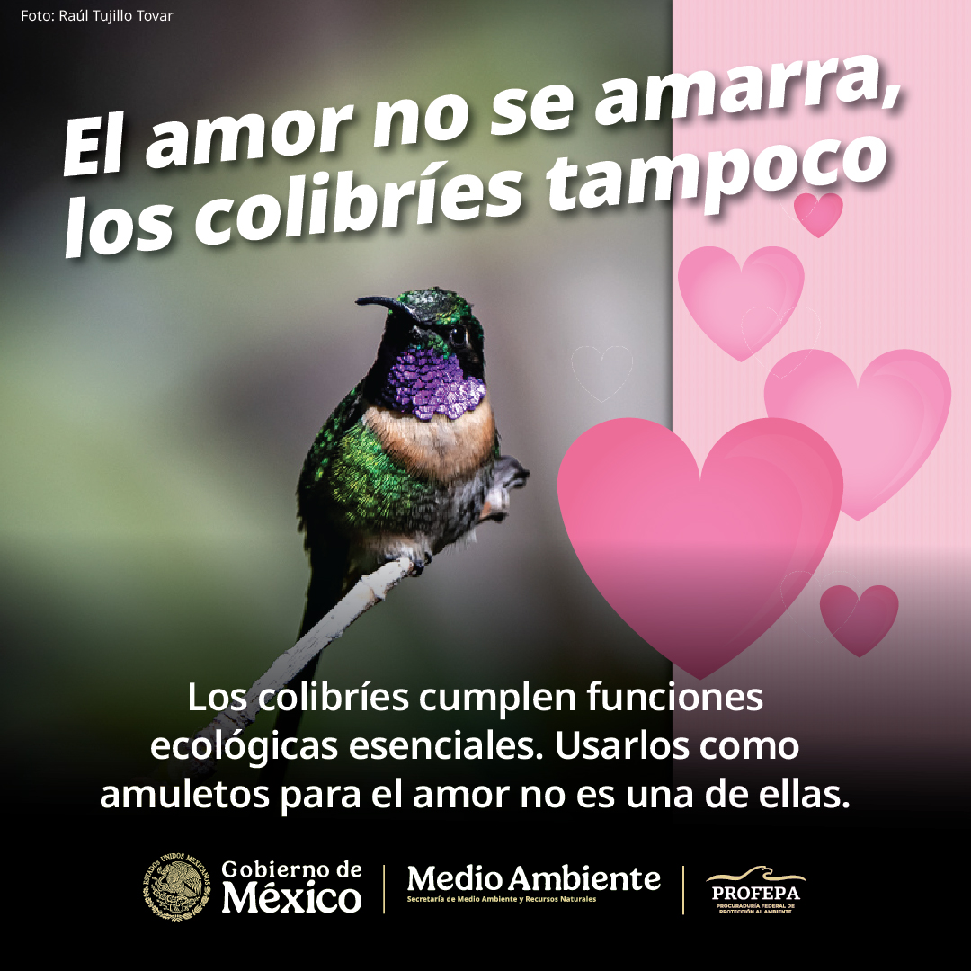 Este 14 de febrero, día de #SanValentin 💕, no compres ni uses colibríes como amuletos y amarres para el amor. Estas aves cumplen funciones esenciales para los ecosistemas, pero no para tu vida amorosa 😉

Cuidar a los colibríes es responsabilidad de todas y todos. En Profepa