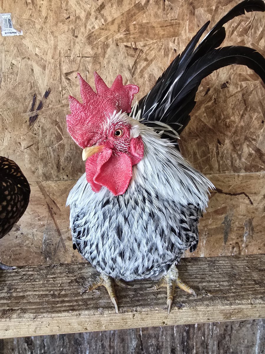 Tiny Tim is such a sweet little boy. He posed for me 🥺