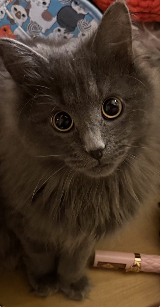 _Meliora_60's tweet image. Ever get that feeling you’re being watched 🤣🤣 9 month old Mad Frankie Fraser channeling his inner Puss in Boots eyes #KittenOfX  #CatOfX #catoftheday