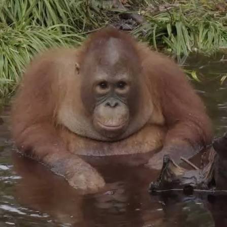 Apetimus Primate tweet media