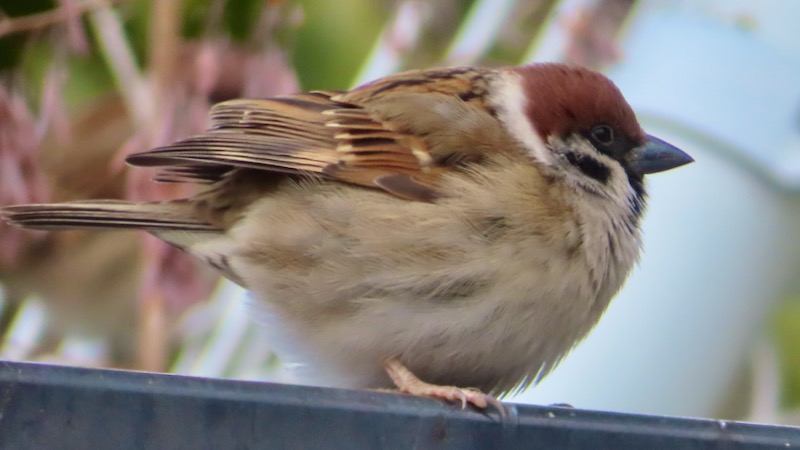 スズメ 2026.1..20 @隅田公園