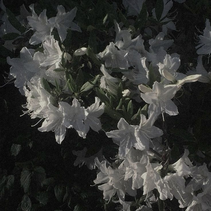 𝙰𝚛𝚌𝚎𝚞𝚜 𝚊𝚗𝚍 𝚝𝚑𝚎 𝙻𝚊𝚔𝚎 𝚃𝚛𝚒𝚘 tweet media