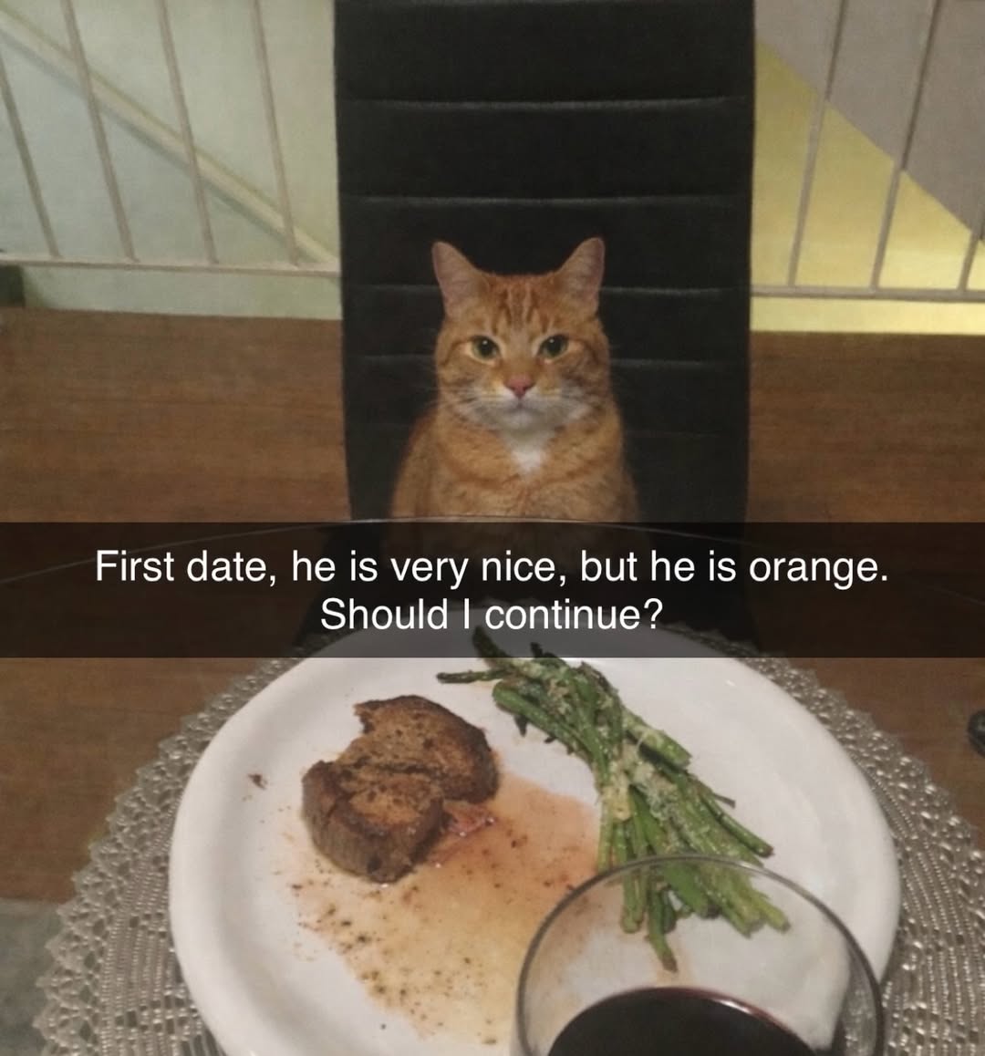 smol silly cat (@catsillyness) on Twitter photo 