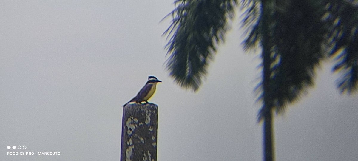 Marco Jair Trujillo tweet media