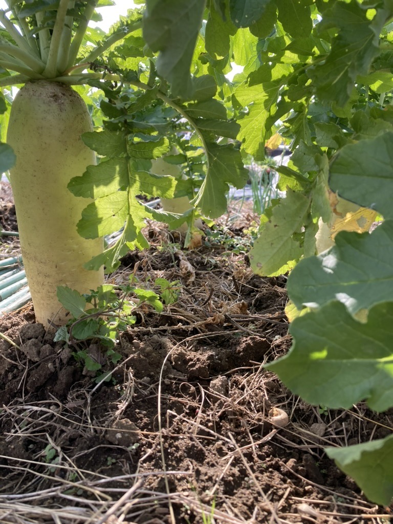 岸本華果👩‍🌾📚農経・人類学 tweet media