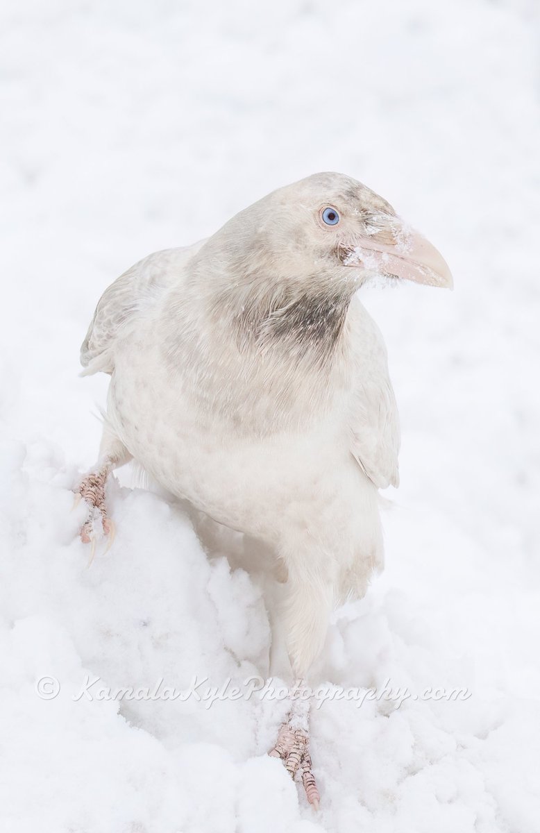 Kamala and Kyle Photography tweet media