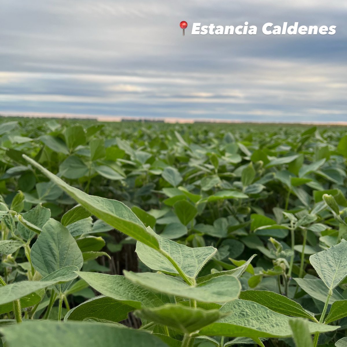 📍Estancia Caldenes
🌱Soja 2da 
✔️DM 47E23 SE <a href="/donmarioseeds/">DONMARIO Seeds</a> 
✅ Soja Responsable Doblemente Certificada por:
✔️RTRS Mesa Redonda de Soja Responsable
✔️Agricultura Sustentable Certificada <a href="/aapresid/">Aapresid</a> 
✅Más de 15 años realizando agricultura sustentable, certificada y de precisión