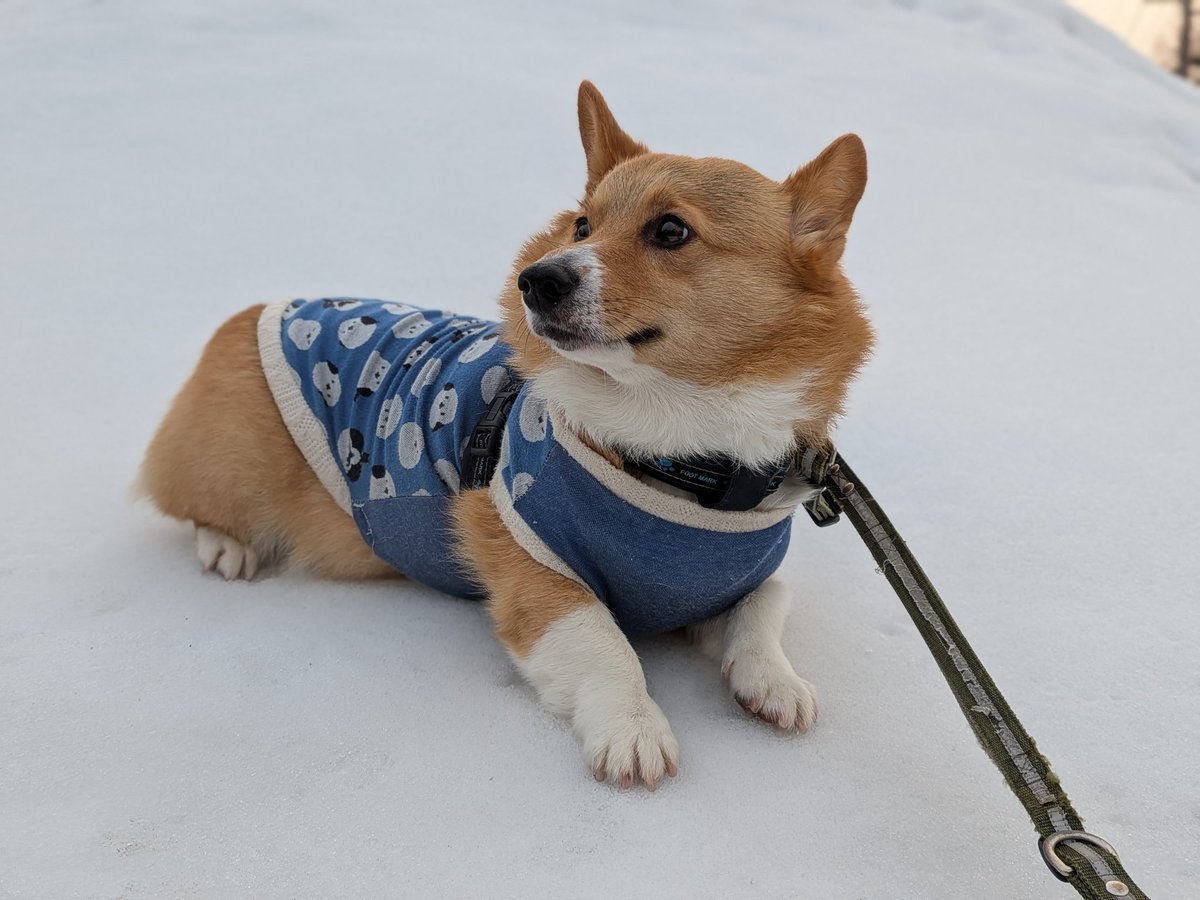٩(*´︶`*)۶おはよ〜♬朝んぽ🐾
今朝も気温低めの朝☀雪もカチコチに凍っていたので🐶スリゴロ🎶楽しそうでした🤭💕
今日も元気によろしくワン🐶❣️
#コーギーのいる暮らし