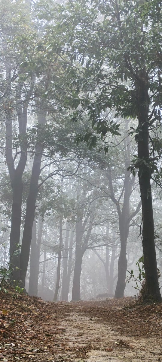 this_is_jiangxi's tweet image. A mist‑shrouded trail — like walking into a fairytale. Not all who wander are lost. #MistyForest #TrailMagic #IntoTheWoods #NatureMoment