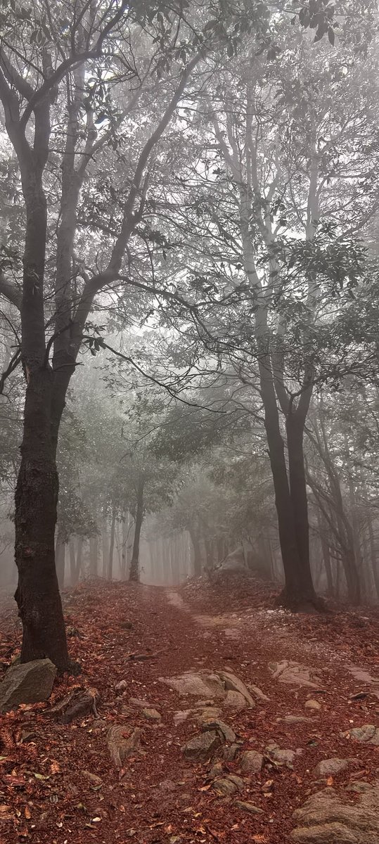 this_is_jiangxi's tweet image. A mist‑shrouded trail — like walking into a fairytale. Not all who wander are lost. #MistyForest #TrailMagic #IntoTheWoods #NatureMoment