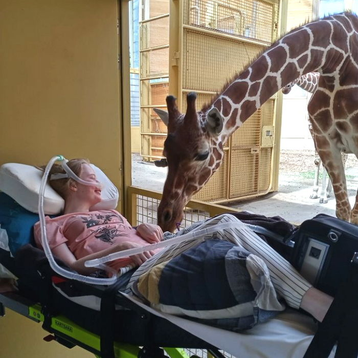 "죽기 전에 기린을 보고 싶어요"

1. '말기 암' 판정을 받은 '알크마르(Alkmaar, 26)' 씨의 마지막 소원

2. 시한부 선고를 받은 환자들의 소원을 들어주는 단체인 '앰뷸런스 소원성취재단(St.Ambulance Wens)'은 이 소식을 들었고

3. 여성의 소원을 이뤄주기 위해 그녀 병상을 네덜란드의 한