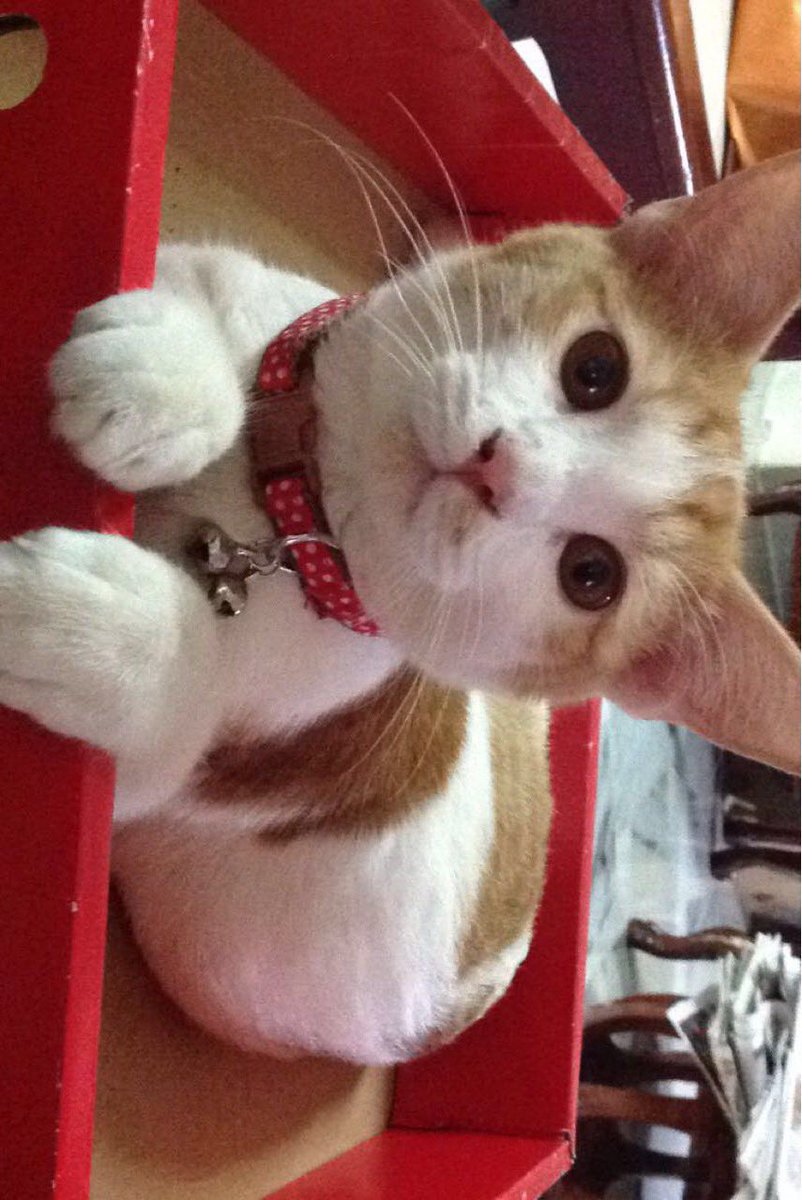 MEOWMEOWWW ❤️ tweet media