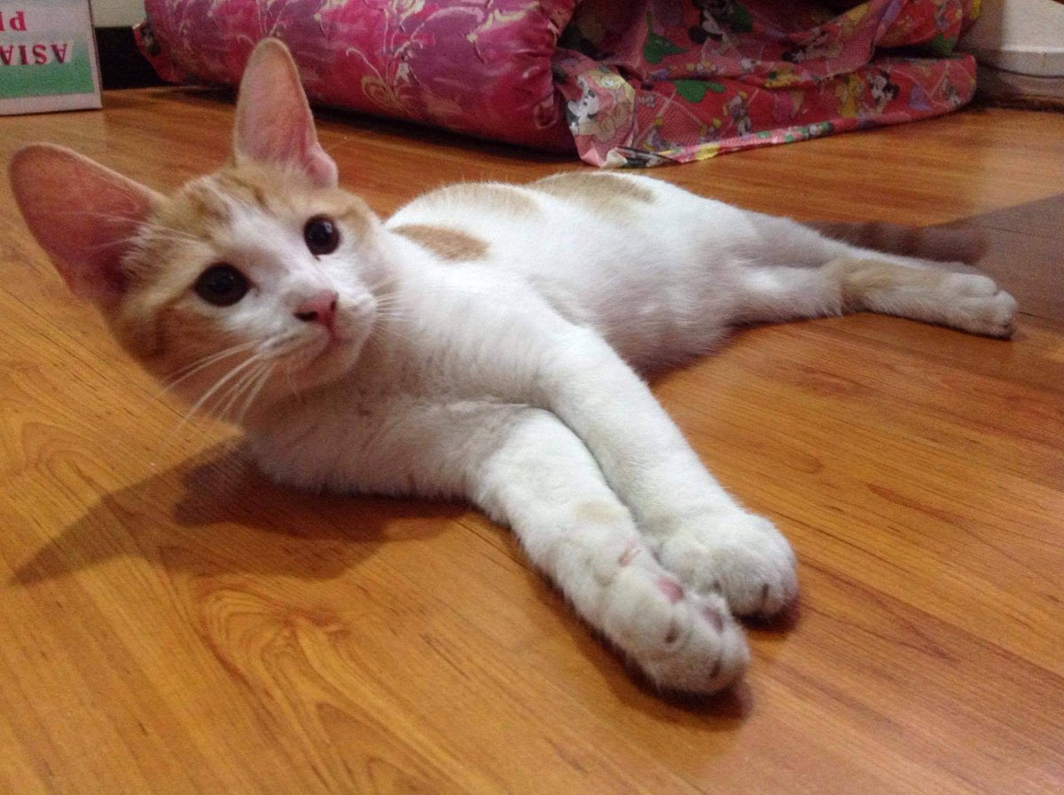 MEOWMEOWWW ❤️ tweet media