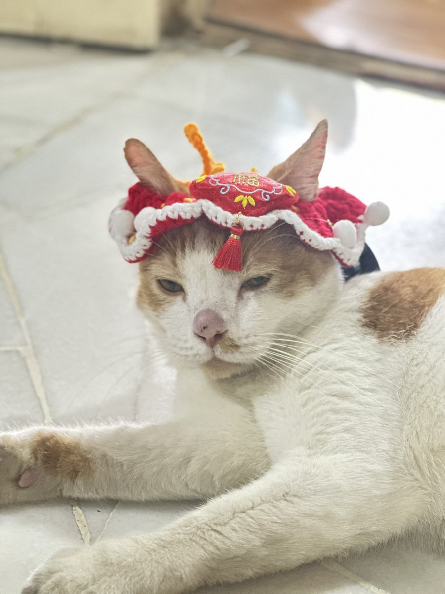 MEOWMEOWWW ❤️ tweet media