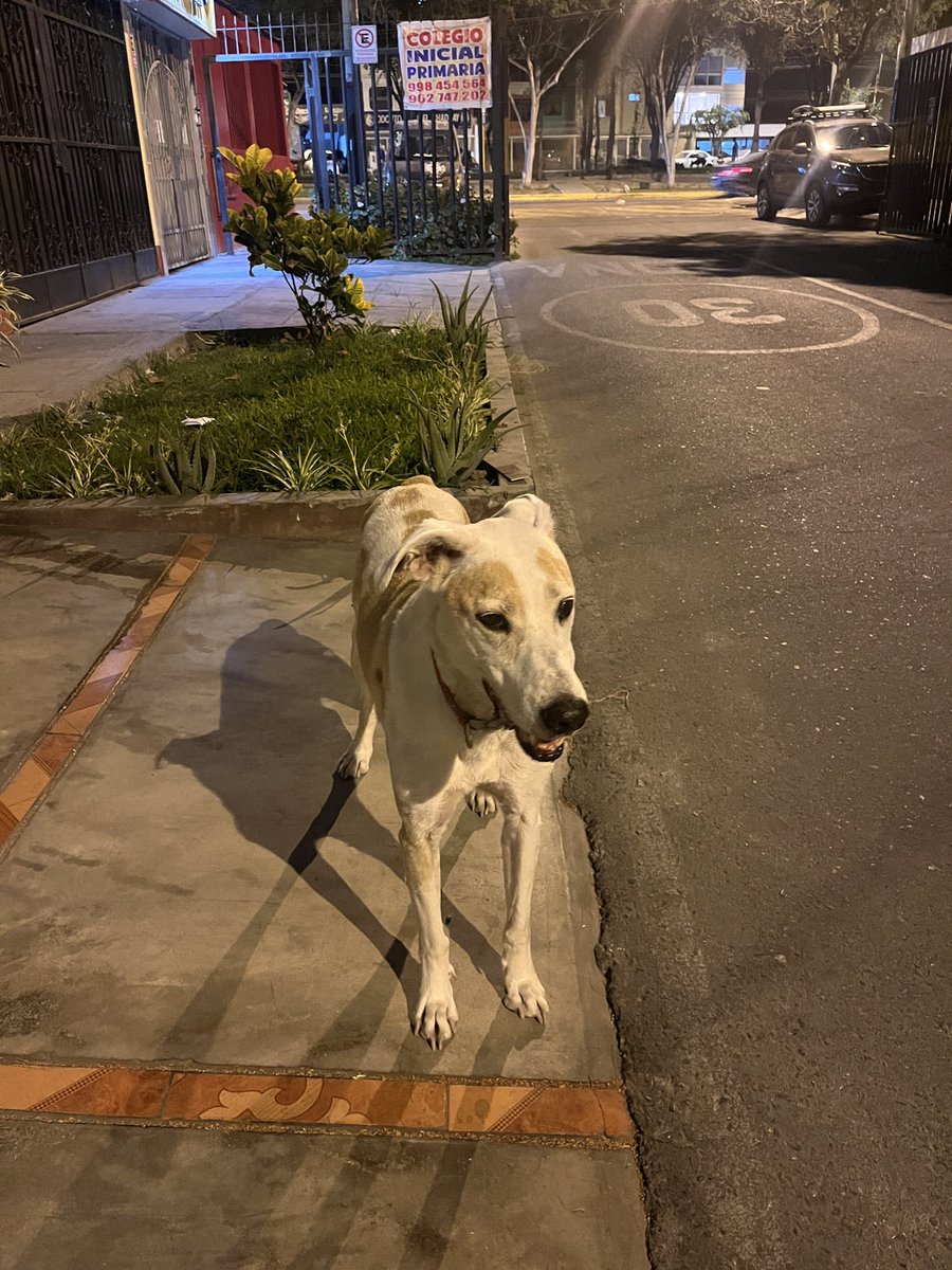 Perro perdido entre la avenida Huarochiri y Magisterio, en La Molina.