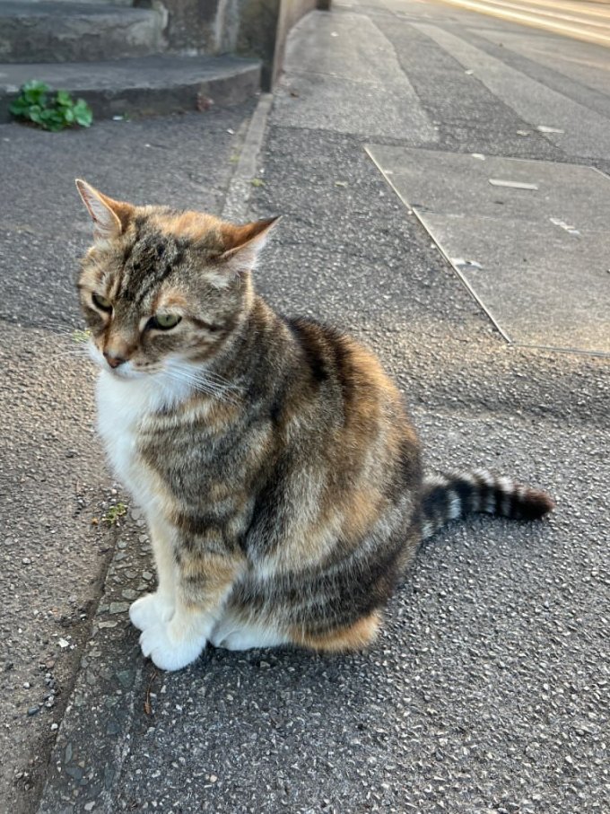 On my way to Tesco, I unexpectedly saw a kitten 🐱 which is quite rare on the streets of England 🇬🇧. It was so friendly. When it saw me standing there, it actually came right over and sat down at my feet 🥹. So cute! I really hope it wasn’t a stray 🤍