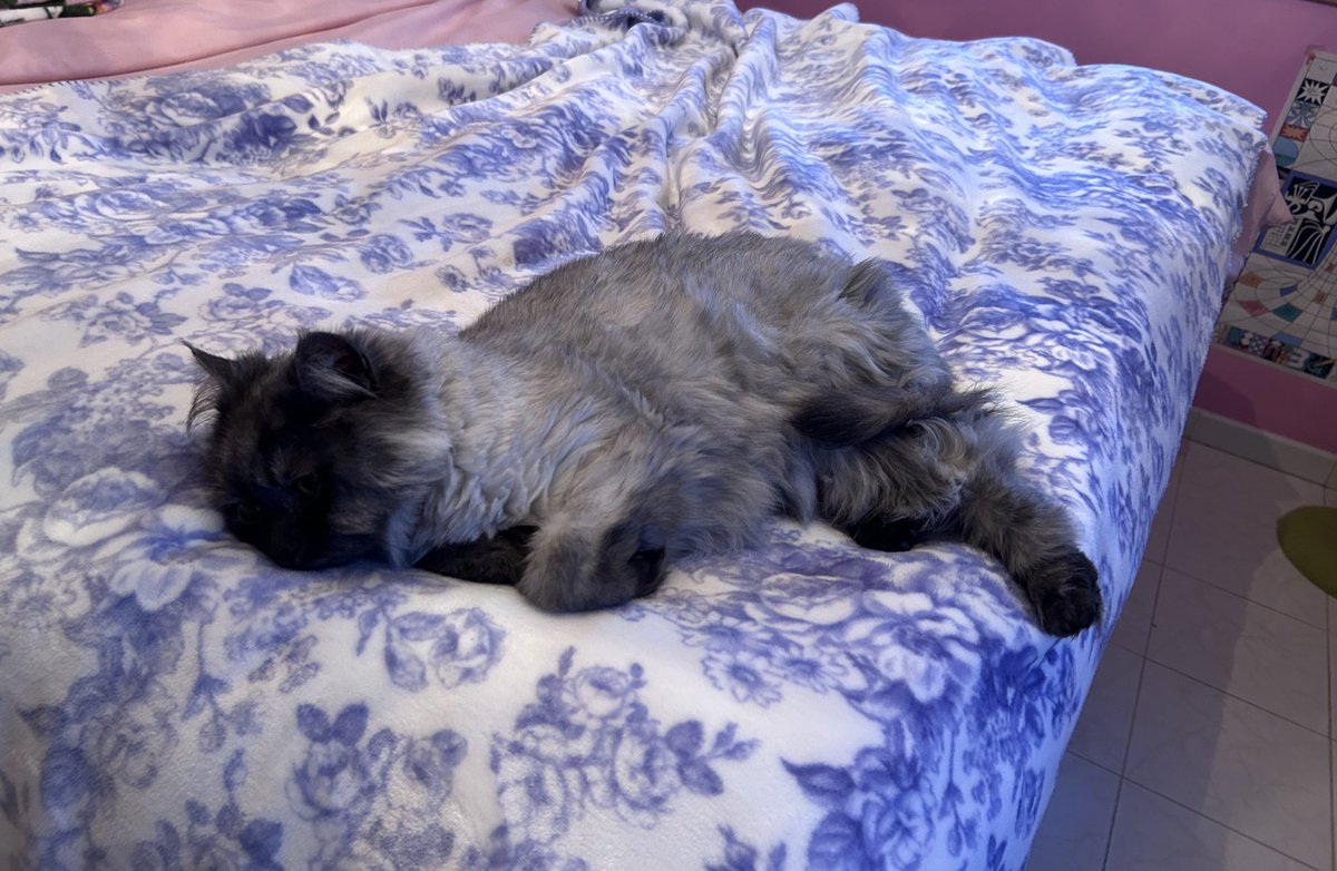 I love it when the cat flops like this