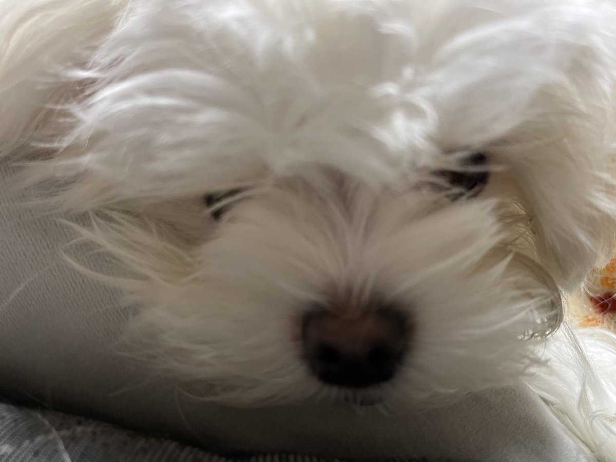 croissant_pine's tweet photo. もさもさ可愛すぎる https://t.co/Un29I09tww