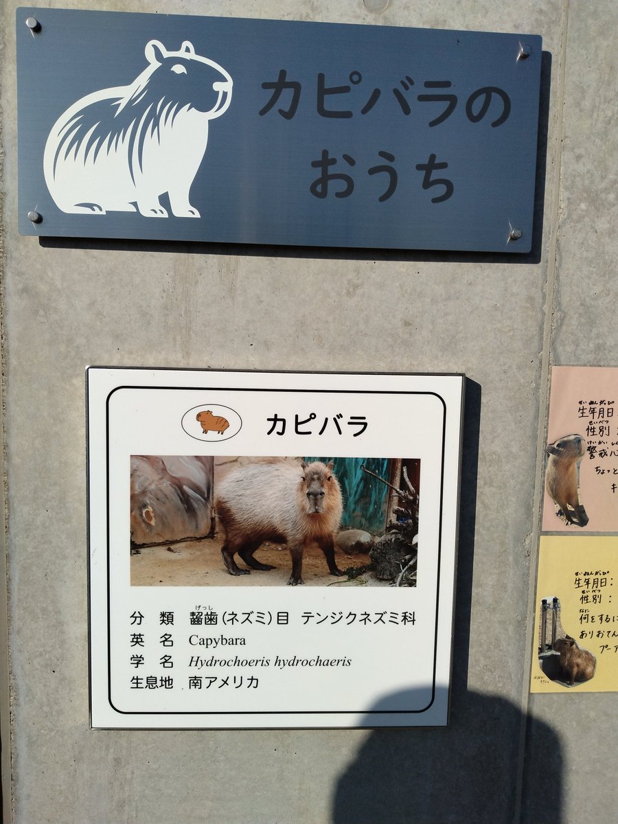 まゆが、いた証明。　#桐生が岡動物園　#カピバラ