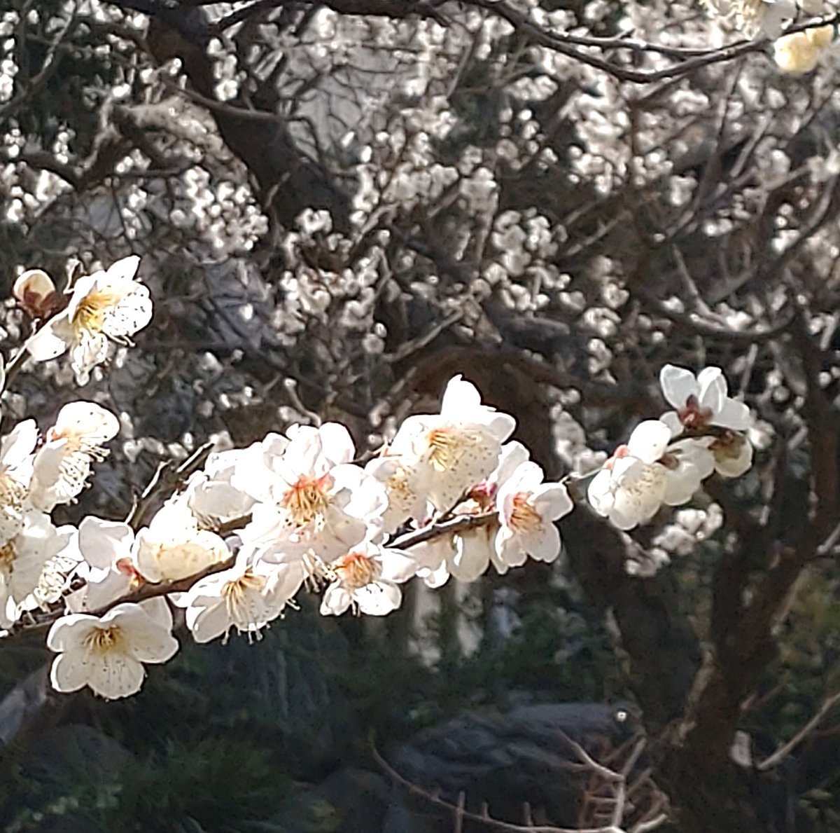 ファクトリーうえだ tweet media