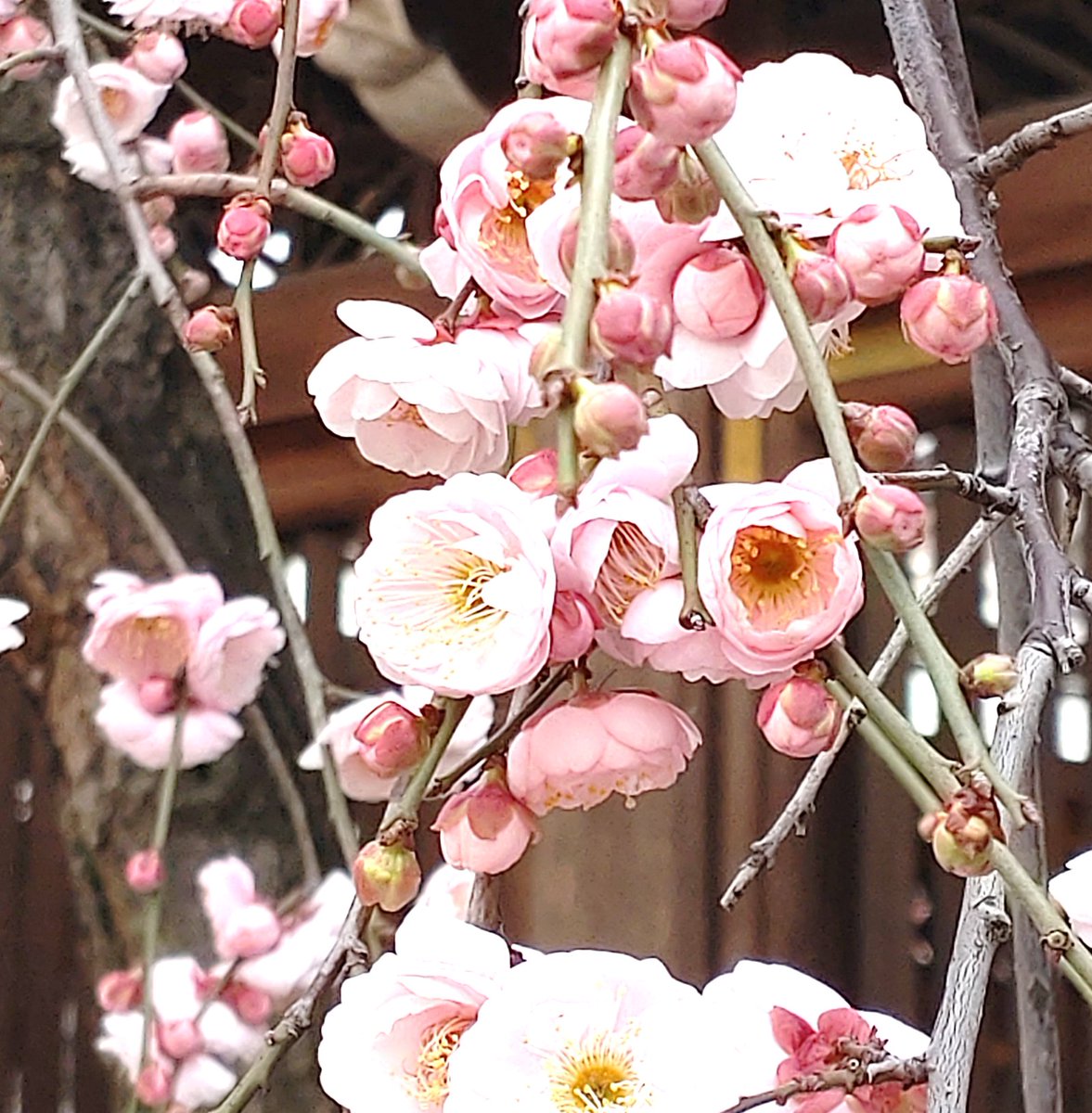 ファクトリーうえだ tweet media