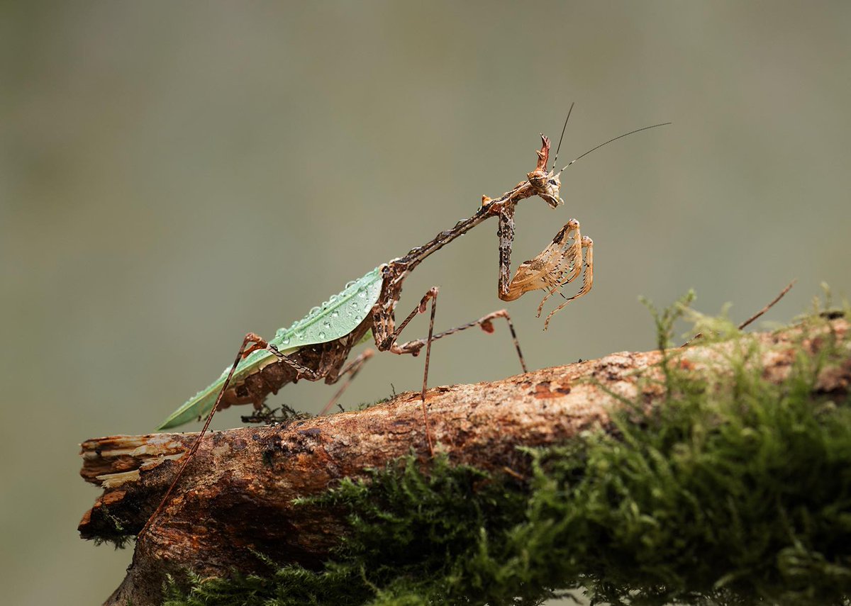 The trouble with X is that there isn't enough praying mantis on it and way too much politics. I think I should try to help out, don't you?

Here's Sibyla pretiosa, the cryptic mantis.