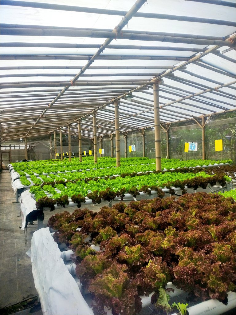 " Alasan kenapa saya MENOLAK buka kedai burger/sandwich dan sejenisnya, meski punya stok selada melimpah dari kebun sendiri. " ⛔⛔⛔

⬇️⬇️⬇️