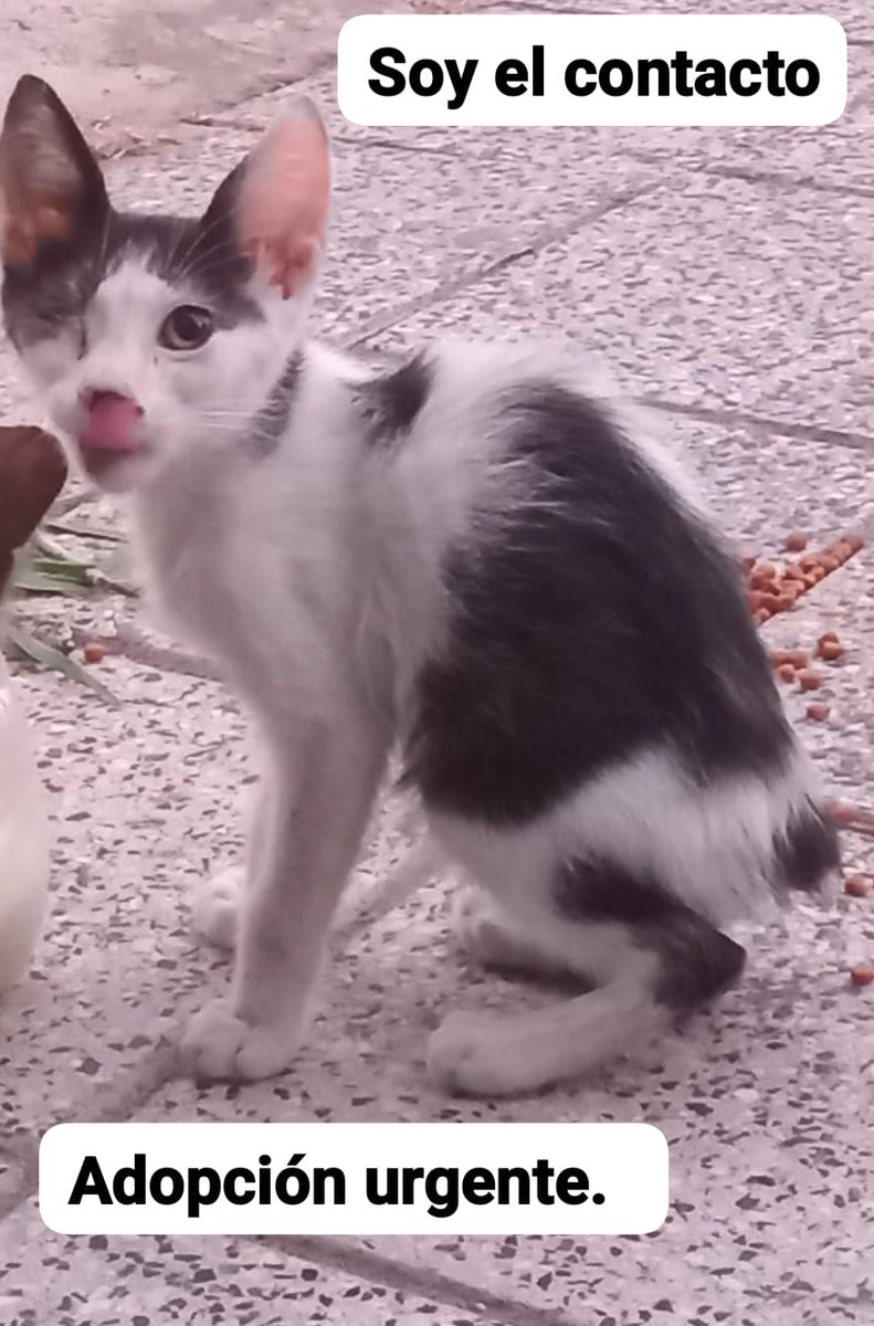 Ayuda urgente.Transito o adopción.Zona sur  se lleva a caba también. 
Cualquier cosa me escriben x priv.

<a href="/DeGatitos_/">Fundación De Gatitos</a> <a href="/NoraRpa/">nora palais PERROS DEL ALMA #NOALAPIROTECNIA</a> <a href="/liabatrace/">lía batrace</a> <a href="/mebolcomba/">Mabel Comba 🇦🇷🐾</a> 
<a href="/laurasa321368/">lau</a> <a href="/Aleli26281405/">Mariposita</a> 
<a href="/PietraroiaMaria/">Maria Pietraroia</a> <a href="/Laura952004/">Laura</a> 
<a href="/OMFA_Refugio/">Organización Mi Fiel Amigo</a> <a href="/ALEXIANA777/">MIS AMIGOS DE 4 PATAS :)</a> 
<a href="/refuasis/">Refugio San Francisco de Asís</a>