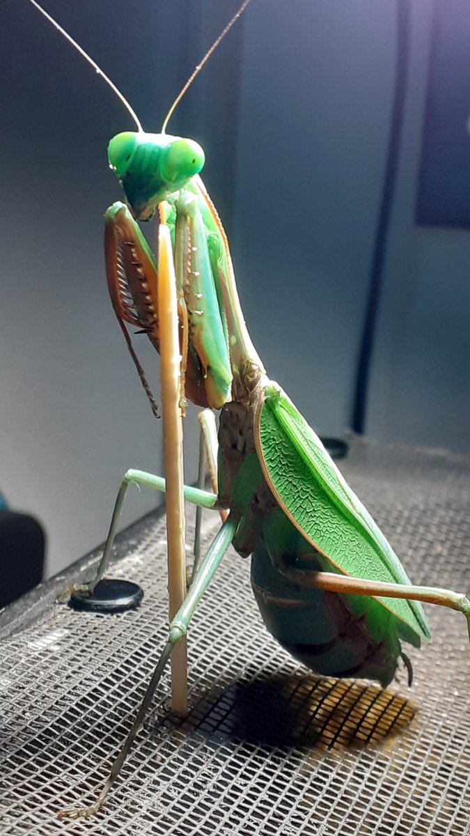 Hierodula majuscula (Giant Rainforest Mantis) - Meet Diva, a long-gone pet that helped me fall in love with praying mantis.
