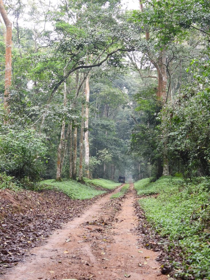 VoyageBalquees's tweet photo. The Royal Mile in Budongo Forest is widely regarded as one of Uganda’s best bird-watching spots, drawing birders from around the world to its lush lowland canopy and rich forest trails.
#Birdinguganda https://t.co/nfbKCJw1NB