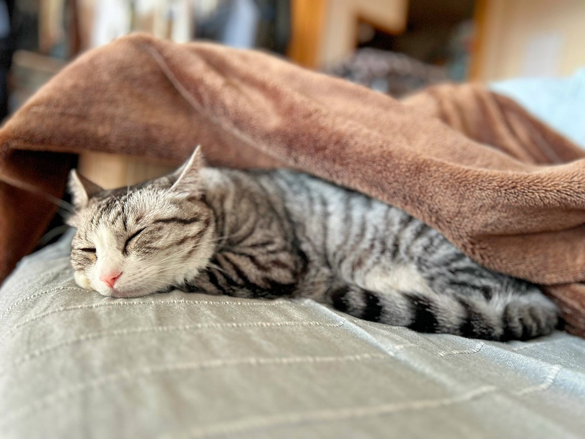 MiAzShiIz's tweet photo. あたためて欲しいニャ😽💤

#保護猫 https://t.co/QloxZcpQgN