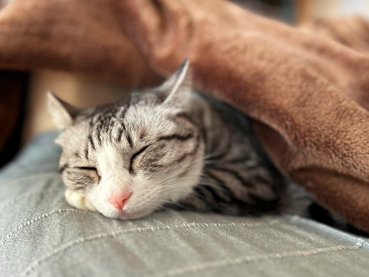 MiAzShiIz's tweet photo. あたためて欲しいニャ😽💤

#保護猫 https://t.co/QloxZcpQgN