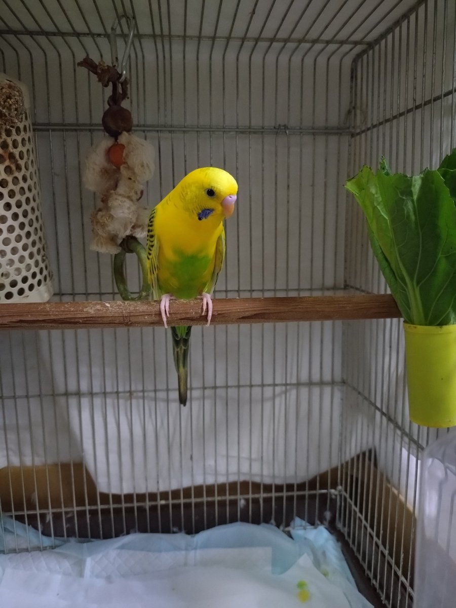 ピーちゃん (@BuraH1JzuQ73wHB) / Posts / X