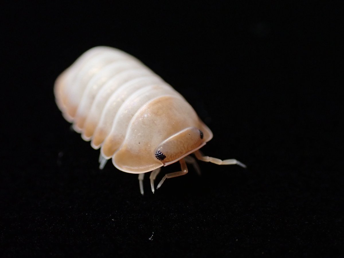 タキ (@Takisan0523) / Posts / X