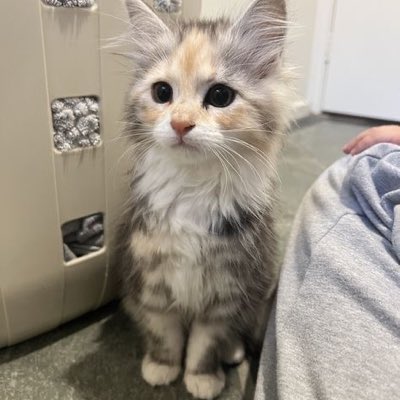 Hassinmane tweet media