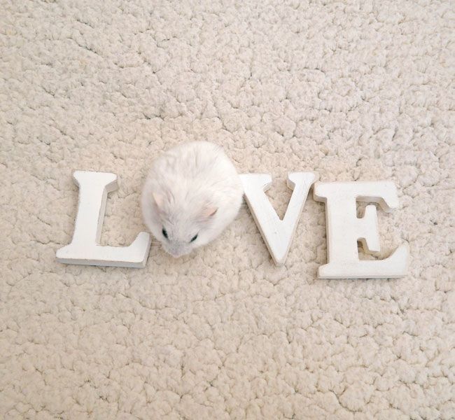 Tweets Of Hamster (@tweetsofhamster) on Twitter photo 