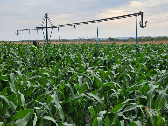 SimangalisoDub5's tweet photo. The #Pfumvudza/#Intwasa farming model has just received a game‑changing boost with the launch of a new smart mini‑pivot irrigation system, unveiled at a field day on Kent Farm. Designed by farmer‑engineer Berin Stockill, the compact pivot draws water from a borehole or any reliable small source and can be operated by a single person to irrigate between 1-5ha. Having already been trialled with promising results among smallholder growers, the system promises to lift farmers out of pure subsistence by enabling year‑round, commercial‑scale production. Dubbed the Smart Commercial Pfumvudza/Intwasa Irrigation System, it is being hailed as a climate‑proof solution that cushions farms against erratic rains and prolonged dry spells, directly bolstering #Zimbabwe’s food‑security agenda #Zimbabwe food security. #Pfumvunda #SmartIrrigation @agribusiness110