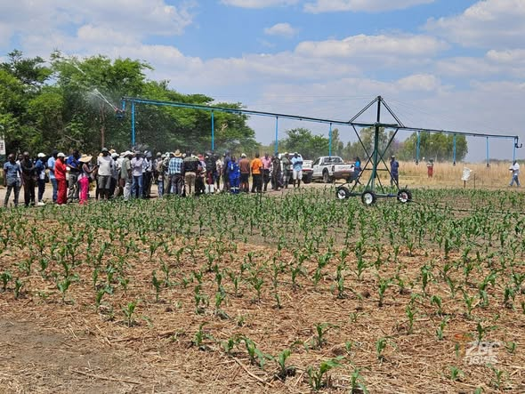 SimangalisoDub5's tweet photo. The #Pfumvudza/#Intwasa farming model has just received a game‑changing boost with the launch of a new smart mini‑pivot irrigation system, unveiled at a field day on Kent Farm. Designed by farmer‑engineer Berin Stockill, the compact pivot draws water from a borehole or any reliable small source and can be operated by a single person to irrigate between 1-5ha. Having already been trialled with promising results among smallholder growers, the system promises to lift farmers out of pure subsistence by enabling year‑round, commercial‑scale production. Dubbed the Smart Commercial Pfumvudza/Intwasa Irrigation System, it is being hailed as a climate‑proof solution that cushions farms against erratic rains and prolonged dry spells, directly bolstering #Zimbabwe’s food‑security agenda #Zimbabwe food security. #Pfumvunda #SmartIrrigation @agribusiness110