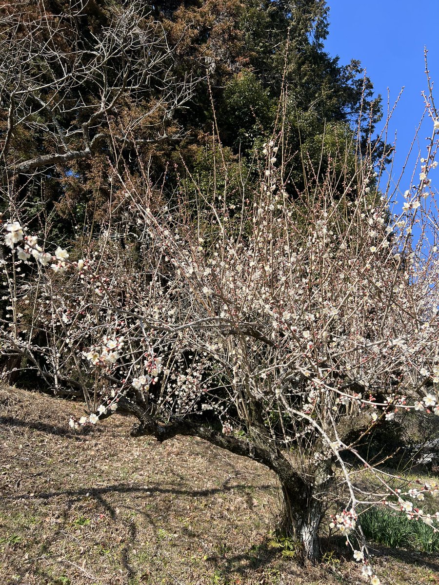 今日は洗車🚙したあといい具合に日陰になってくれたお陰で購入してたセラミックコーティング剤でピッカピカに😆
その後は庭の手入れ🪴
庭にある沢山の梅の花も綺麗に咲いてる🎶