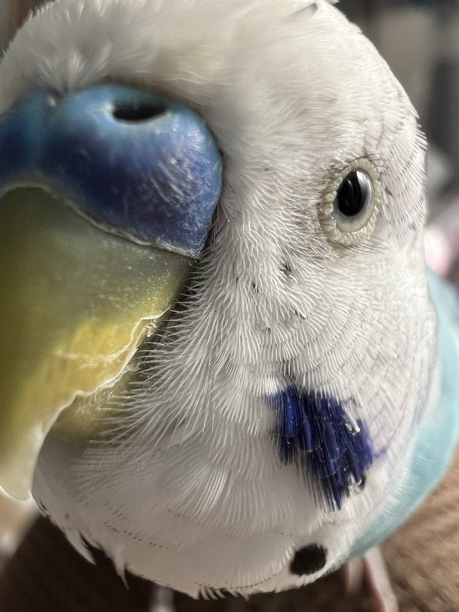 鳥はあなたを見ています