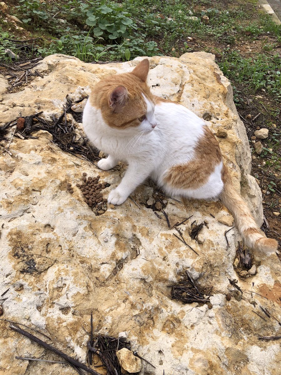 Lovely day dear friends…🌼☕️⛰️🐈🧡🤍🧡
My photo 📸

#GoodMorningEveryone 🌼 #CoffeeTime ☕️ #CatsLover 🐈 #BeKindAlways 💛 #PeaceAndLove 🕊️