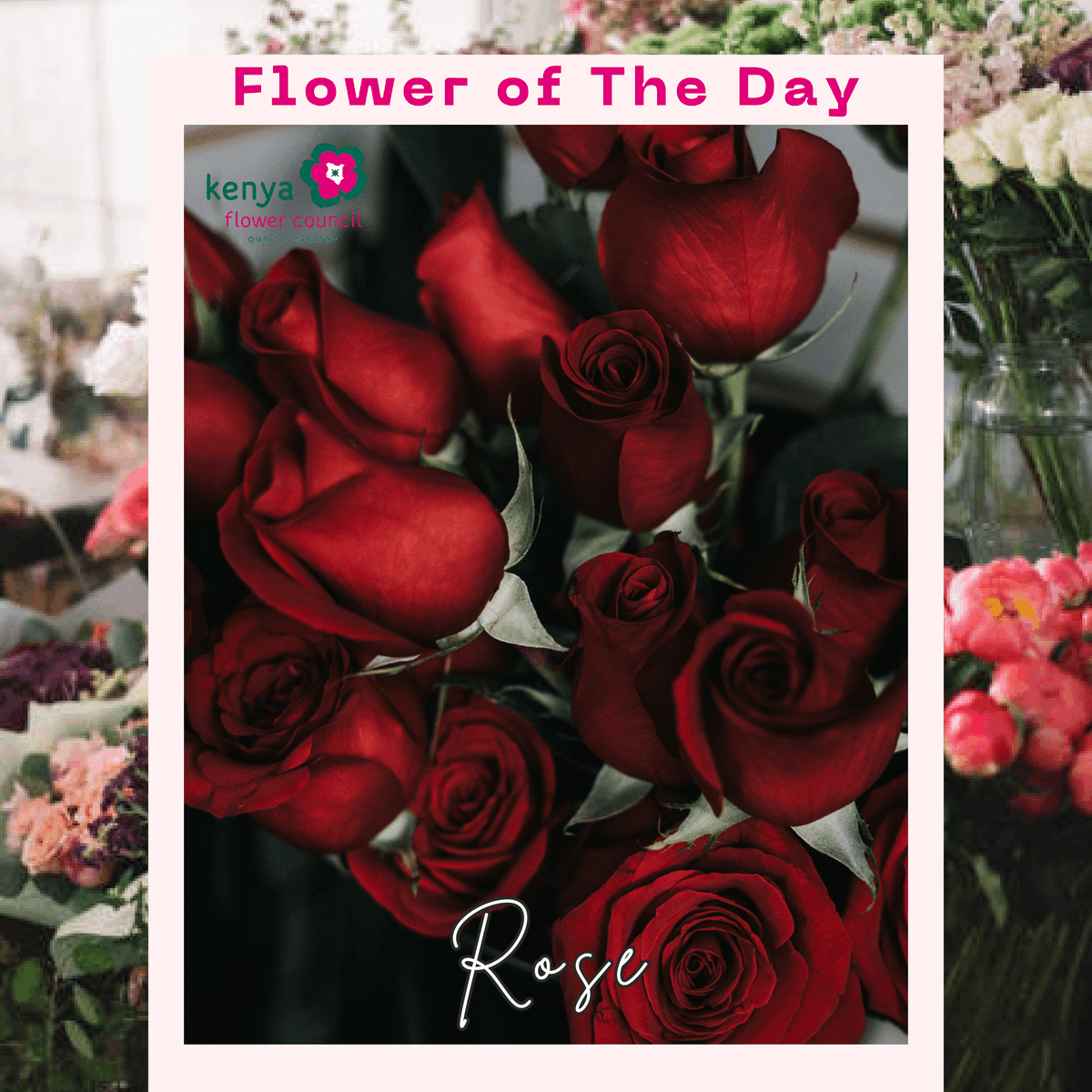 kenyaflower's tweet photo. Meet the #Roses
Spray Roses: Clusters of small blooms, perfect for texture &amp; fullness
Single-Stem Roses: One iconic bloom per stem, ideal for romance or minimalist vibes
Grown in 60+ KFC FOSS-certified farms in Kenya.

#BeyondTheBouquet #KnowYourFlowers #Sustainable #Valentines https://t.co/ieCVaN3Q1g