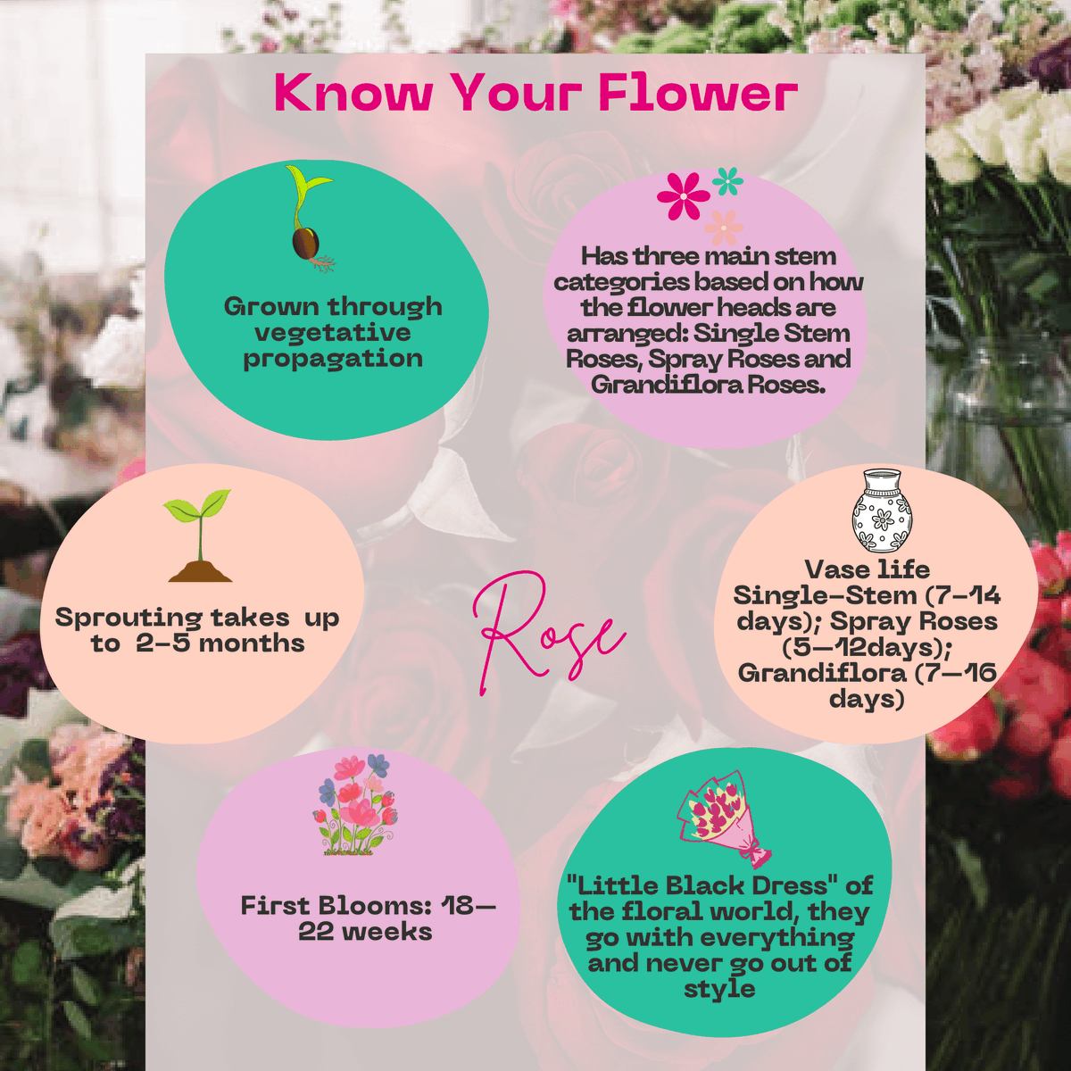 kenyaflower's tweet photo. Meet the #Roses
Spray Roses: Clusters of small blooms, perfect for texture &amp; fullness
Single-Stem Roses: One iconic bloom per stem, ideal for romance or minimalist vibes
Grown in 60+ KFC FOSS-certified farms in Kenya.

#BeyondTheBouquet #KnowYourFlowers #Sustainable #Valentines https://t.co/ieCVaN3Q1g